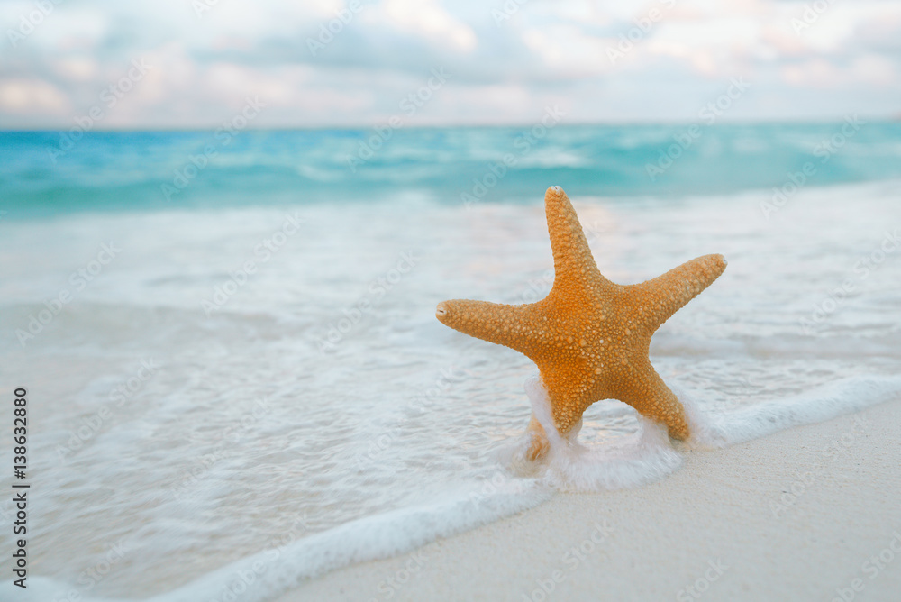 red starfish in sea wave with sky and seascape red starfish in sea wave with sky and seascape