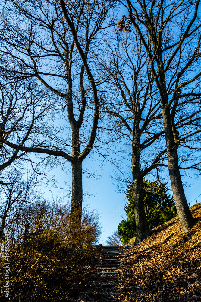 branching in the sky branching in the sky