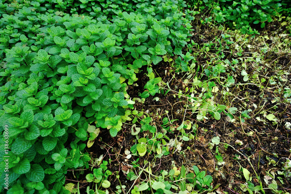 green mint plant grow at vegetable garden green mint plant grow at vegetable garden