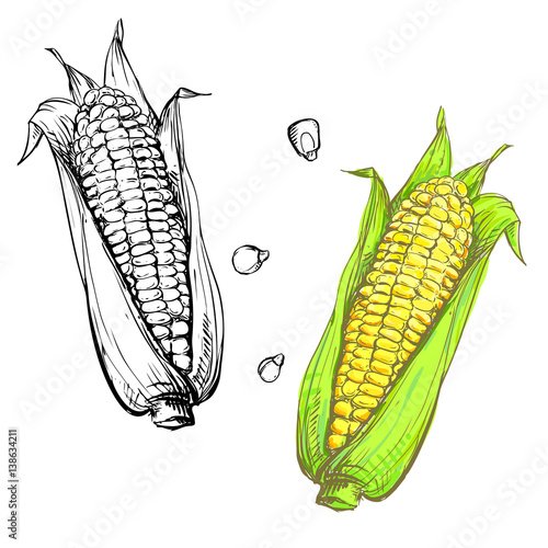 Hand drawn vector illustration set of color and monochrome corn, grain, stalk. sketch. Vector eps 8
