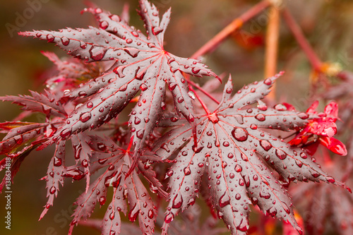 Japanese maple leaves in the rain