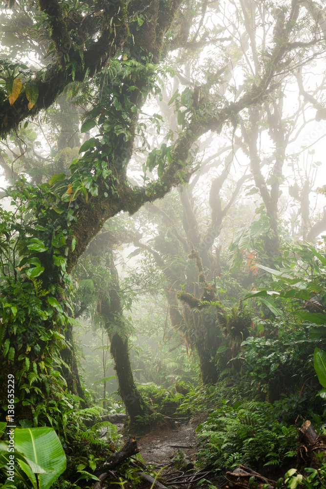 Fototapeta premium Głęboko w bujnym mglistym lesie deszczowym