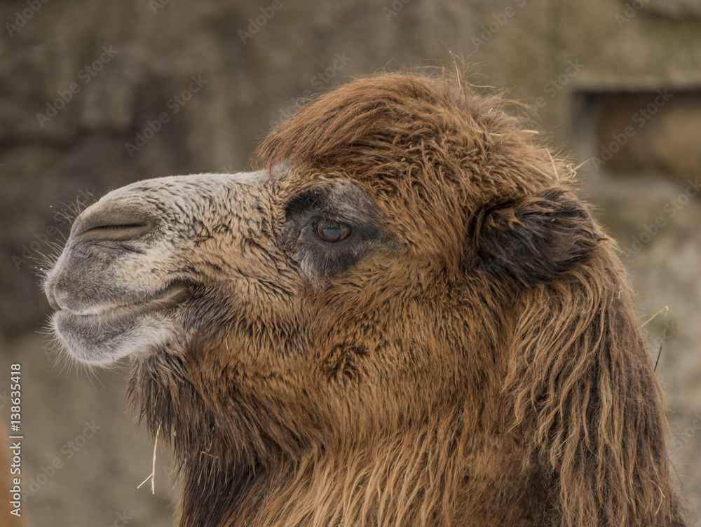 Camels in Liberec in winter cloudy day