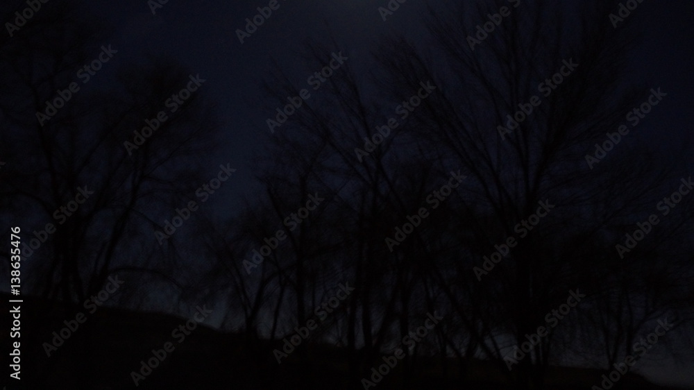 Fototapeta premium Puppy dog exploring pnw