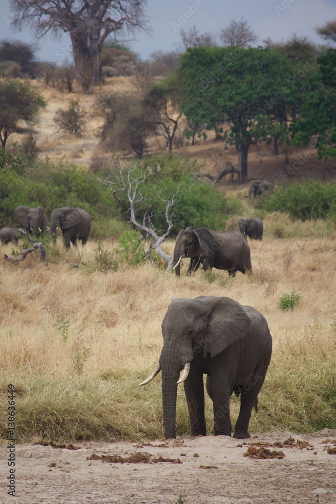 Elephants Along the Tarangire River Elephants Along the Tarangire River