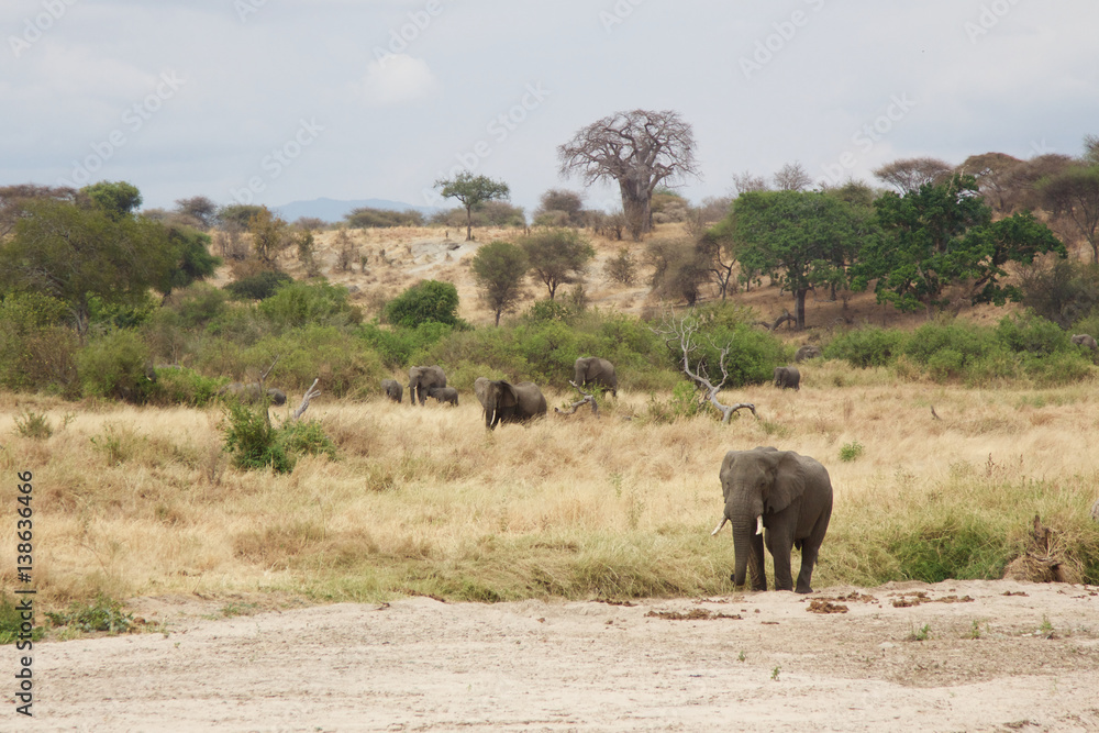 Fototapeta premium A Lone Elephant by the Tarangire River