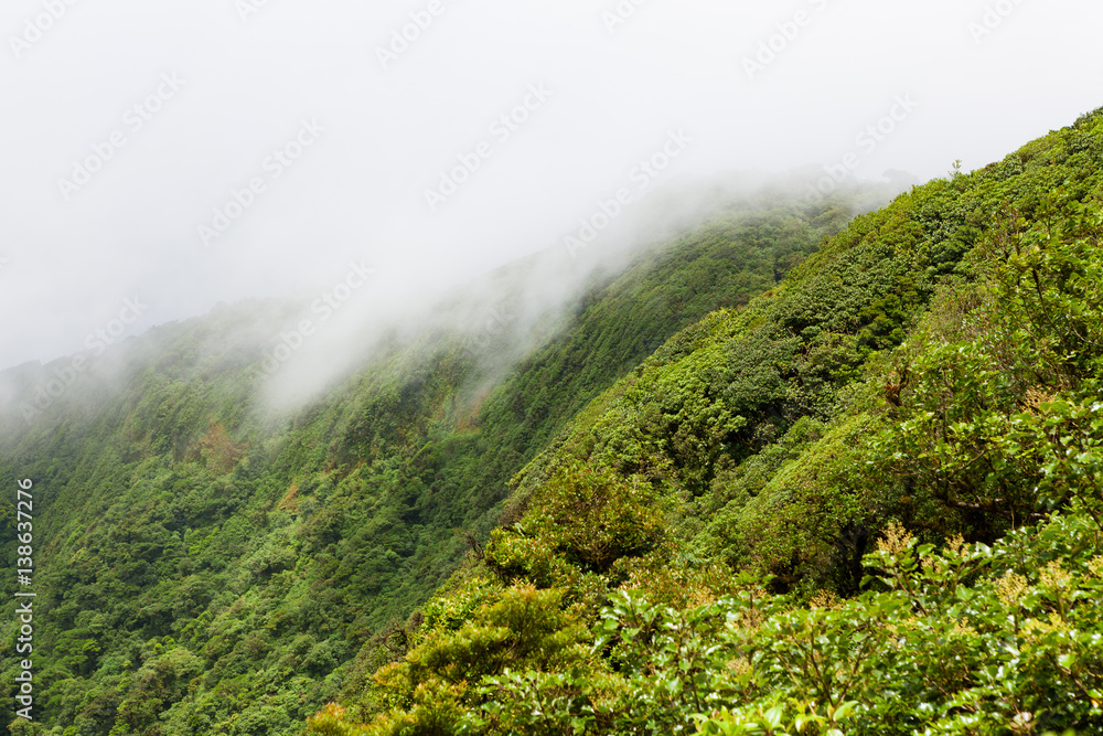 Rainforest landscape in Monteverde Costa Rica