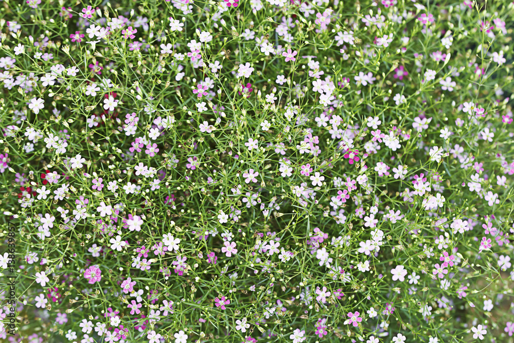 Gypso flower in the garden for background Gypso flower in the garden for background