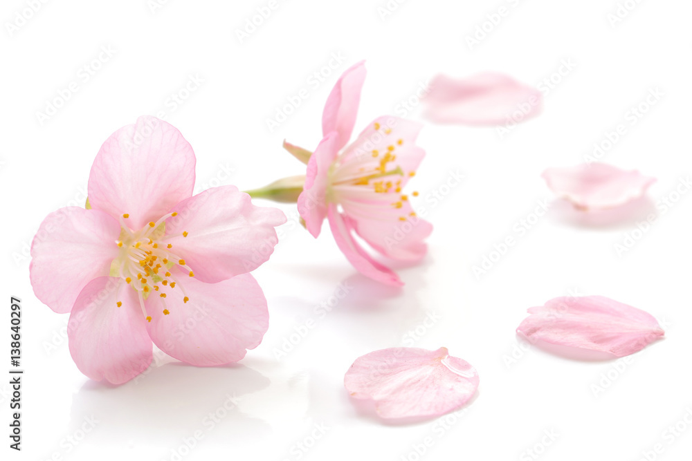 Obraz premium Japanese cherry blossom and petals