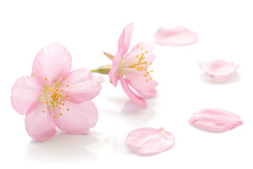 Crédence de cuisine Fleur de cerisier Pétales sakura japonais envolés printemps  © Naoki Kim