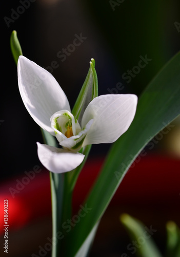 snow  drop  flower