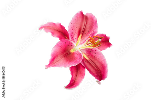 isolated pink Lily flower on white background © aum1956