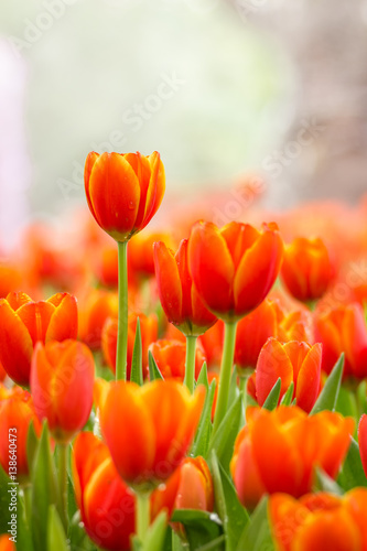 colorful orange tulips flowers in the garden