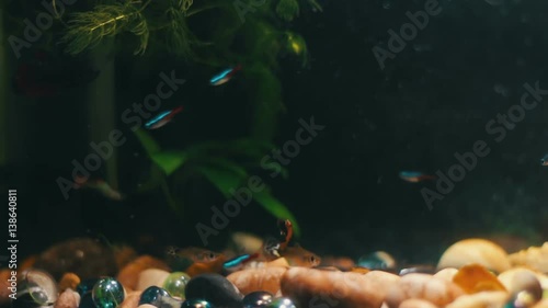 Many beautiful colourful fish with long voile tails and fine in home aquarium. photo