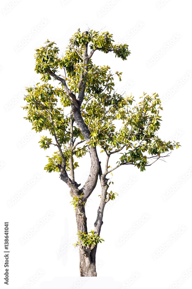 Tree isolated on white background