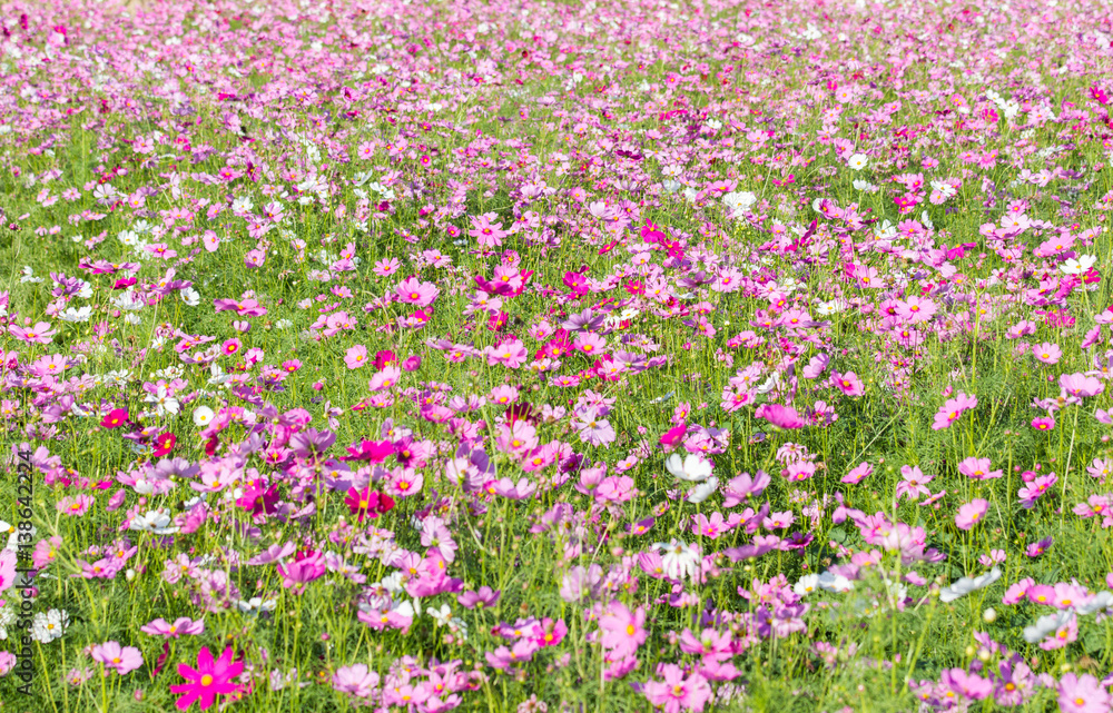 pink cosmos flower blooming in the field