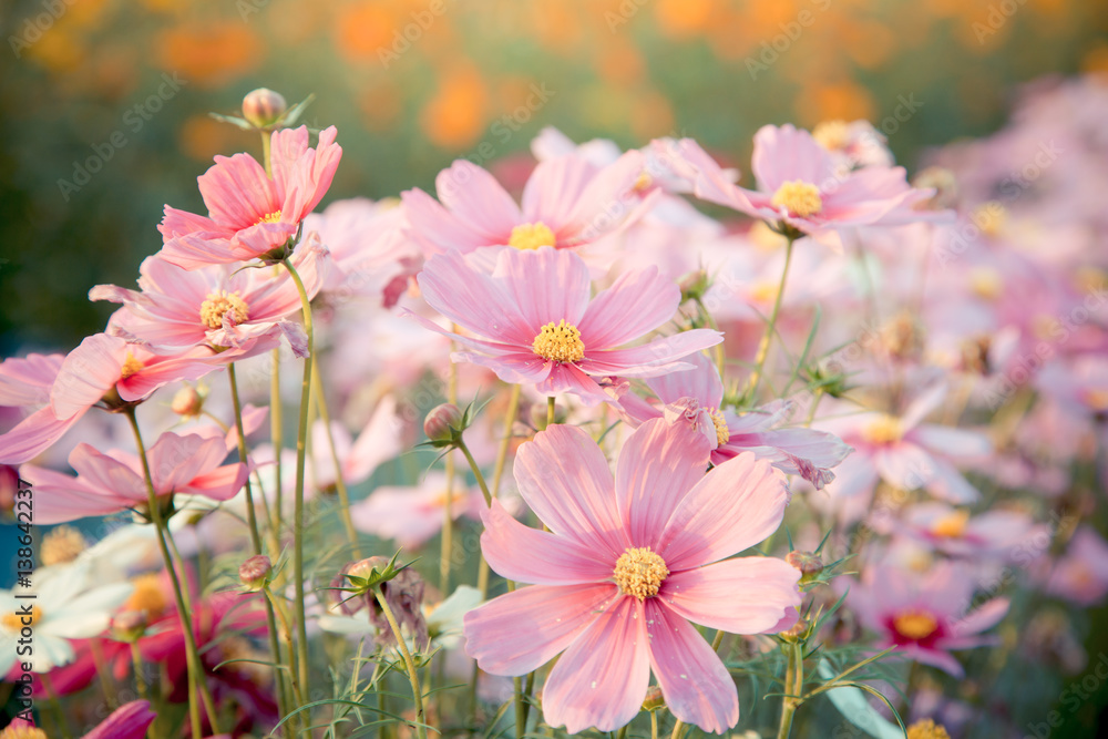 pink cosmos flower blooming in the field pink cosmos flower blooming in the field