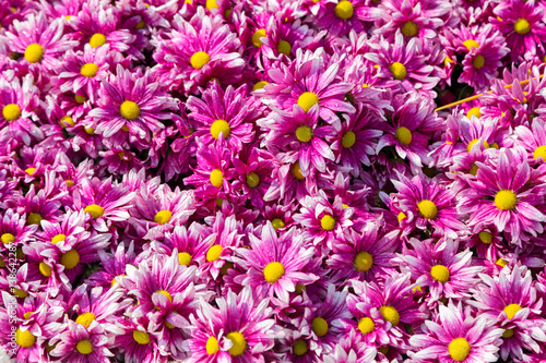 beautiful purple autumn chrysanthemums for the background