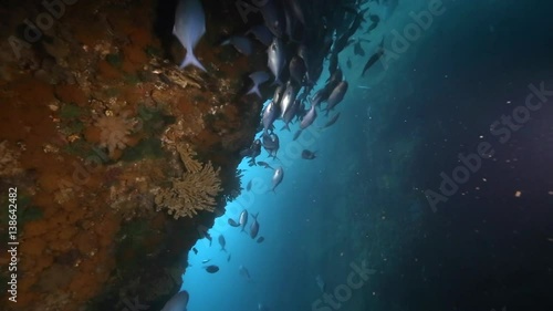 School of blue maomao fish in underwater sea arch at Poor Knights Islands, New Zealand photo