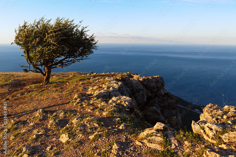 Lonely tree background of the Black Sea at sunrise on top of mountain Ilyas Kaya. Lonely tree background of the Black Sea at sunrise on top of mountain Ilyas Kaya.