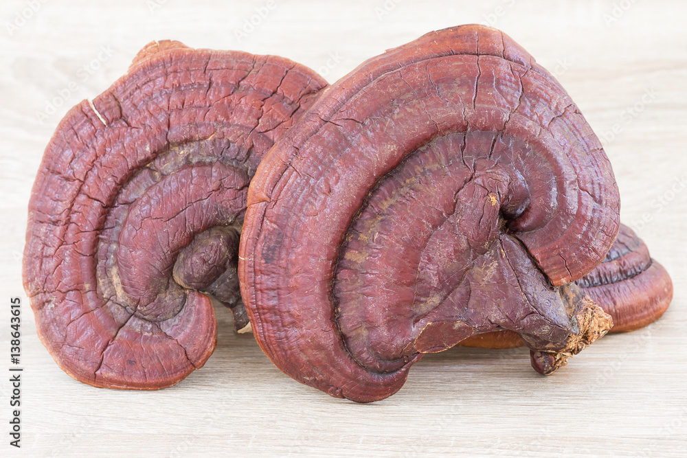 Ganoderma Lucidum Mushroom on wood