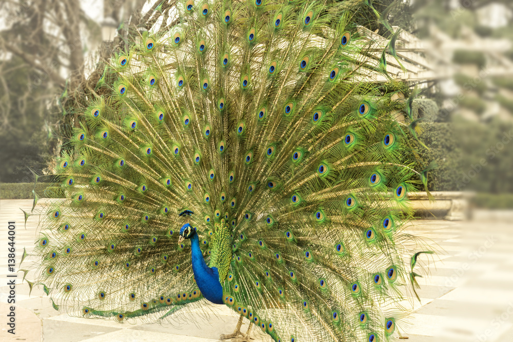Obraz premium Royal peacock displaying its tail in Madrid, Spain