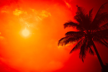 summer season at the beach, silhouette palm tree with clear sunny sky with extreme hot sunshine day background.