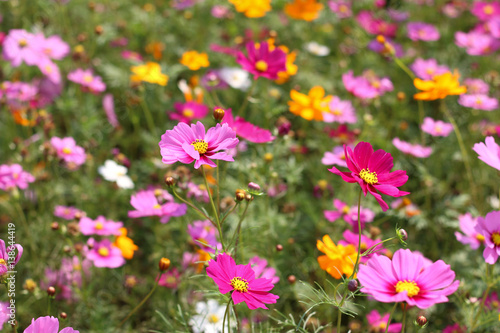 flowers in the meadow