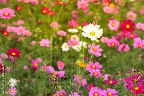 flowers in the meadow