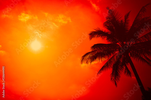 Fototapeta Naklejka Na Ścianę i Meble -  summer season at the beach, silhouette palm tree with clear sunny sky with extreme hot sunshine day background.