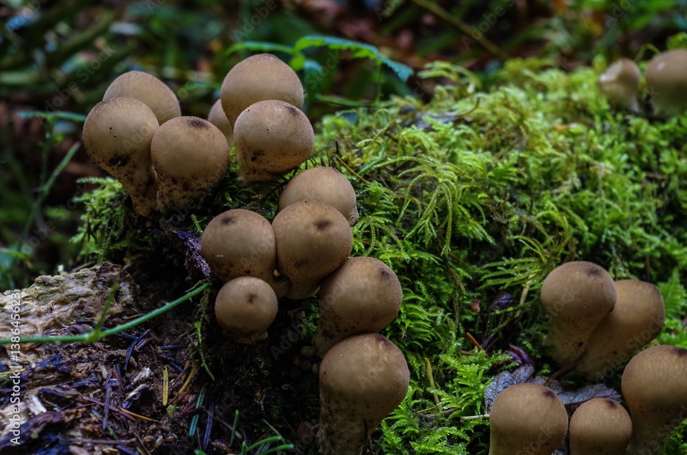 Puffball Mushrooms at Seal Bay Park, Comox Valley, Vancouver Island, British Columbia, Canada Puffball Mushrooms at Seal Bay Park, Comox Valley, Vancouver Island, British Columbia, Canada