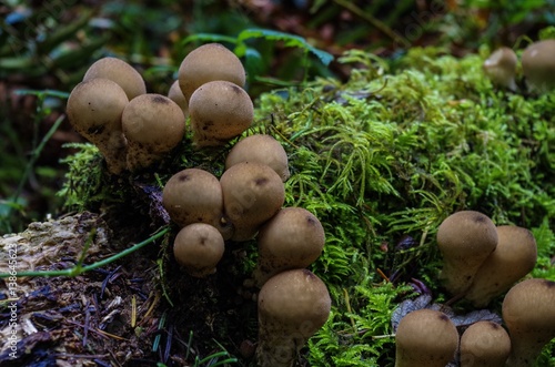Puffball Mushrooms at Seal Bay Park  Comox Valley  Vancouver Island  British Columbia  Canada