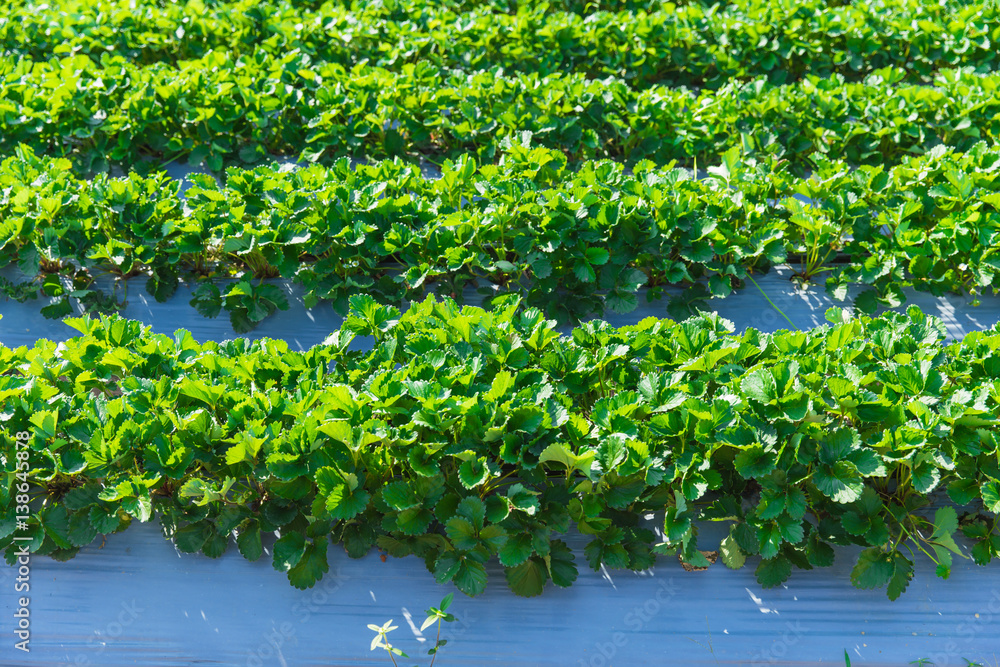 strawberry plant agriculture industry in Asia north of Thailand. strawberry plant agriculture industry in Asia north of Thailand.