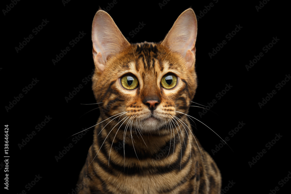 Portrait of Young Bengal cat isolated on Black Background