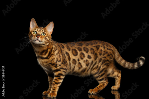 Spotted Bengal cat standing on isolated Black Background, side view