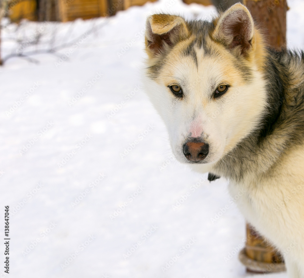 Naklejka premium sled dog puppy Siberian Husky closeup.