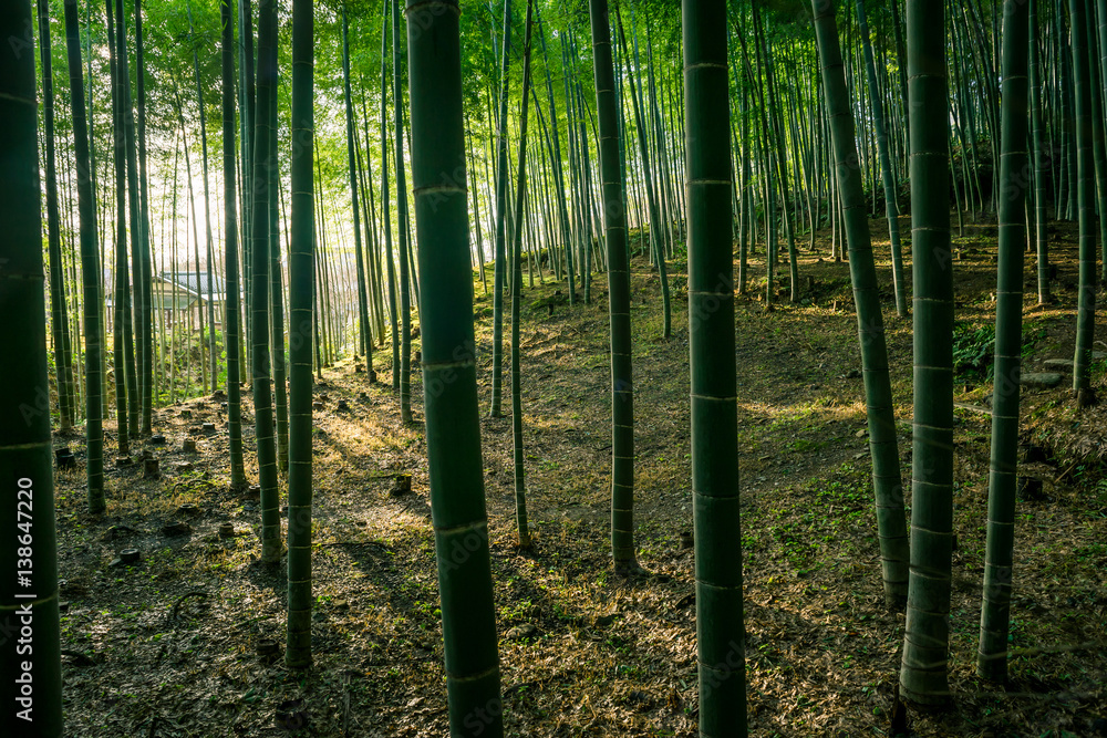  Arashiyama bamboo forest