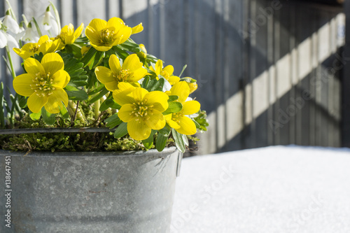 Fototapeta Naklejka Na Ścianę i Meble -  The first signs of spring. Winter aconite and snowdrops