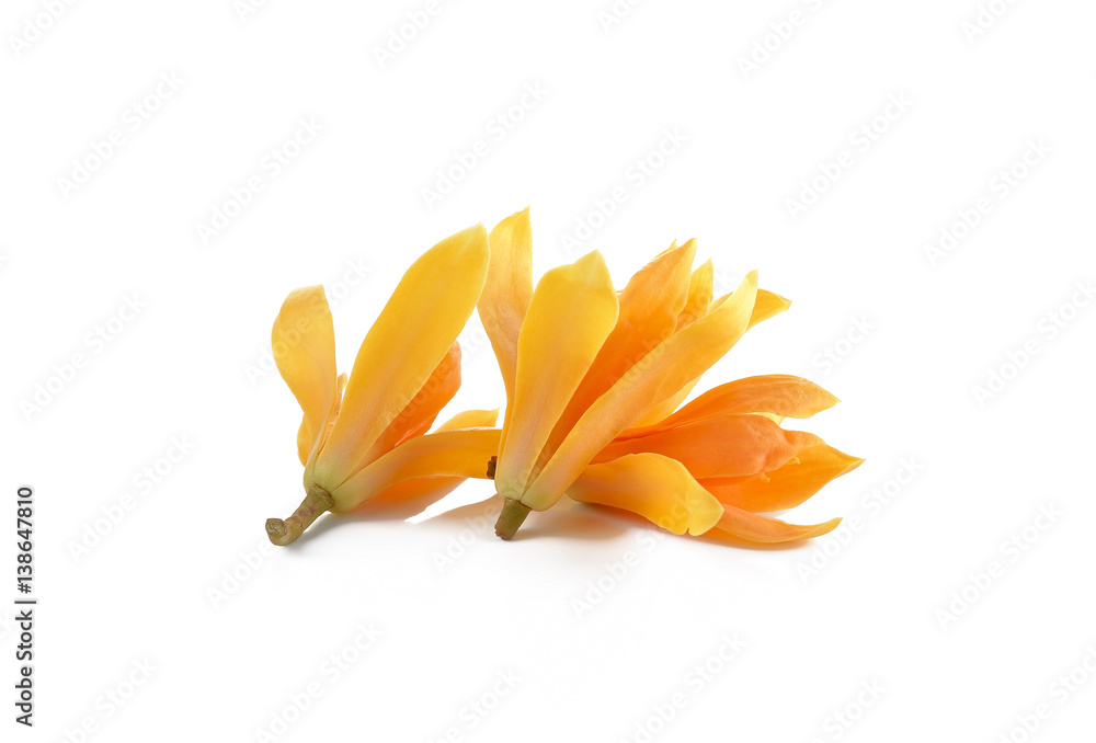 Fototapeta premium Champaka on white background