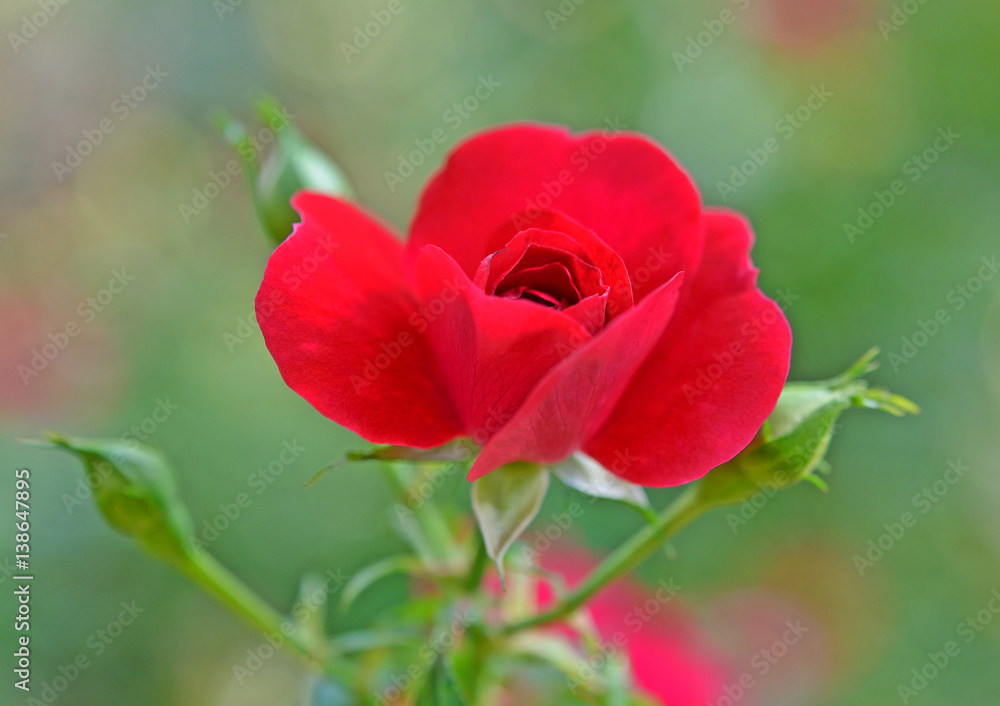Beautiful red rose Beautiful red rose