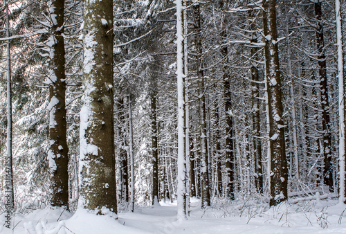 Winter woodland