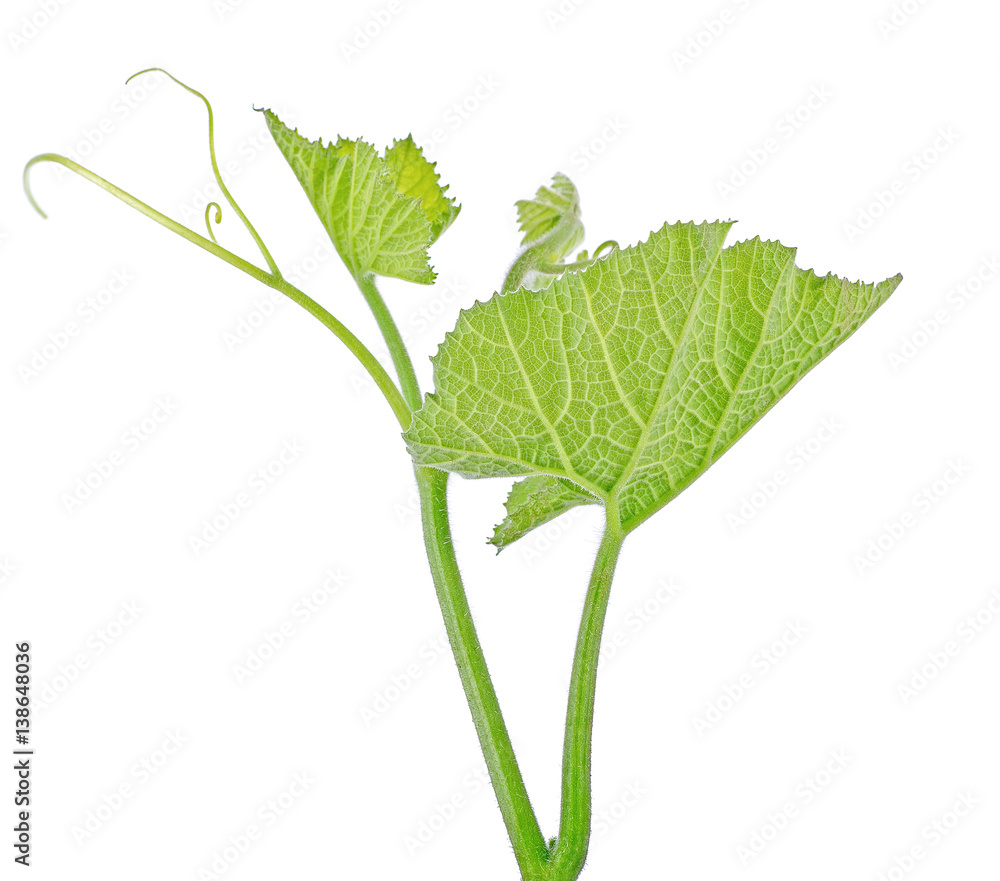 Leaf top of pumpkin tree on white background