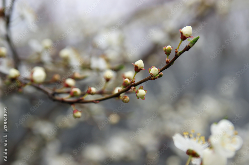 Flowering plum in the spring garden.
Flowering plum in the spring garden.