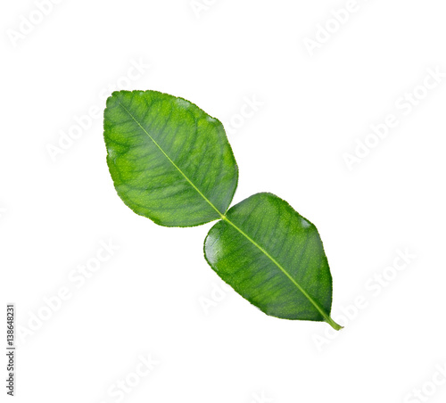 Kaffir lime leaves on a white background