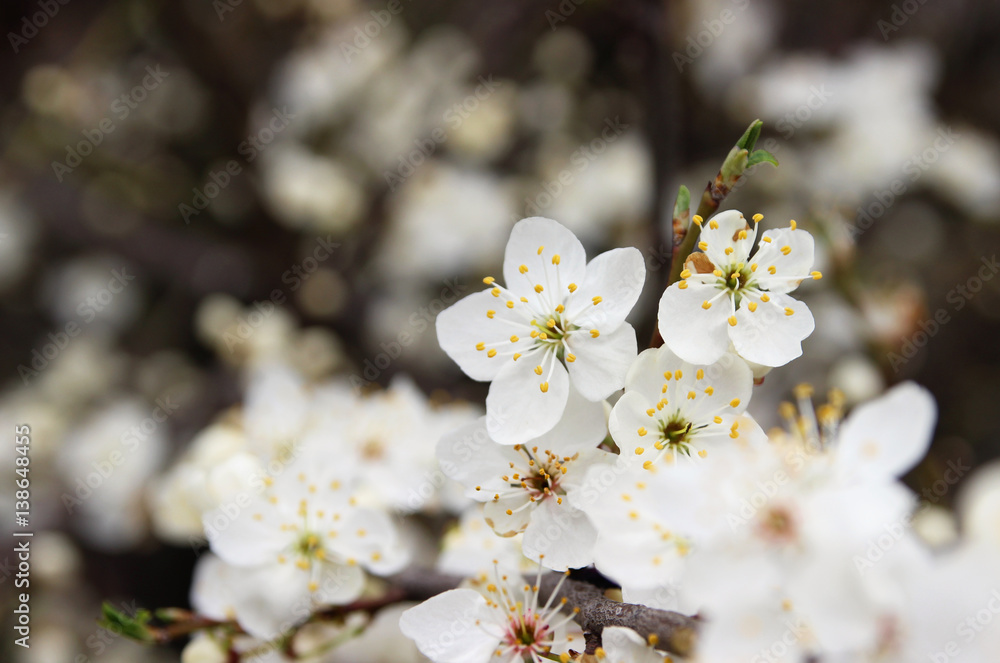 Fototapeta premium Flowering plum in the spring garden. 