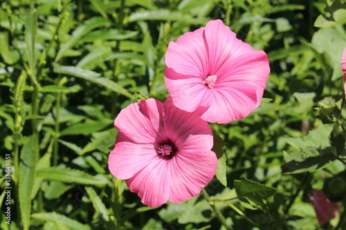 Pink  Rose Mallow  flower  or Annual Mallow  Royal Mallow  Regal Mallow  in St. Gallen  Switzerland. Its Latin name is Lavatera Trimestris  Syn Althaea Trimestris   native to the Mediterranean region.