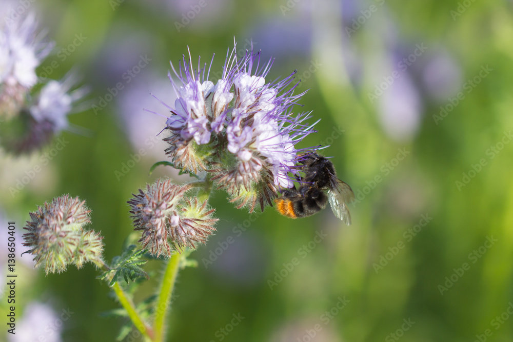 Hummel bei der Bestäubung Hummel bei der Bestäubung