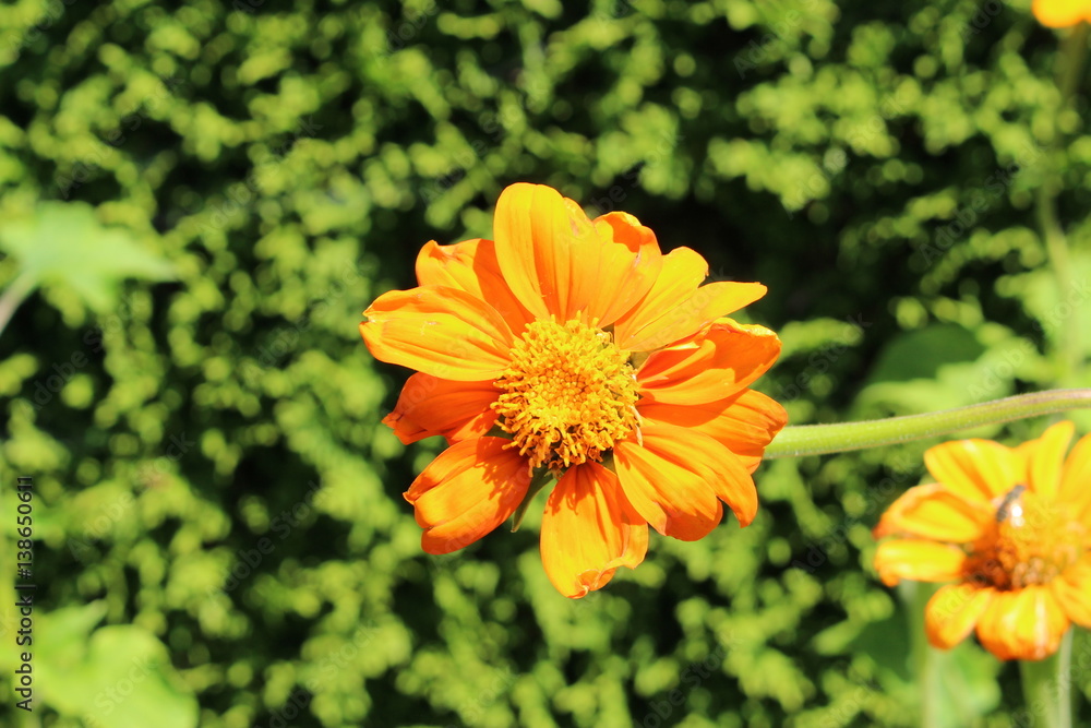 Orange Orange