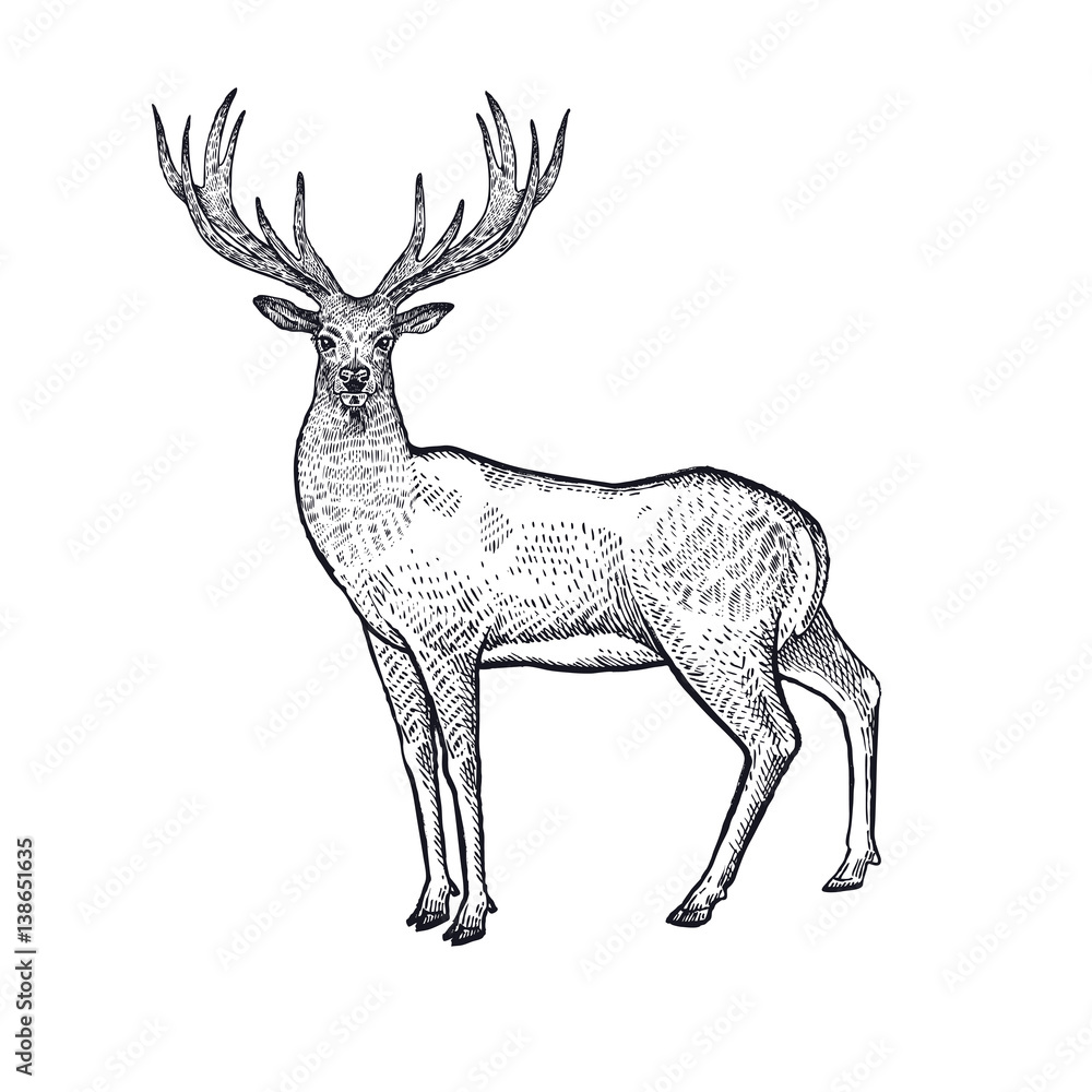 Fototapeta premium Forest animals deer illustration.