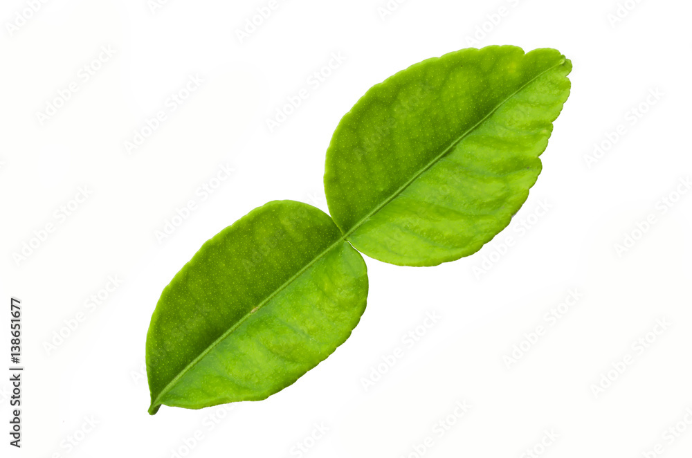 green leaf isolated on white background green leaf isolated on white background